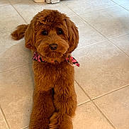 Ginger is registered to the contest to win money with this photo: dog, brown_dog, fluffy, bandana, pet, indoor, tile_floor, cute, animal, canine, domestic_animal, looking_up, lying_down, fur, ears, nose, tail, adorable, companion, friendly