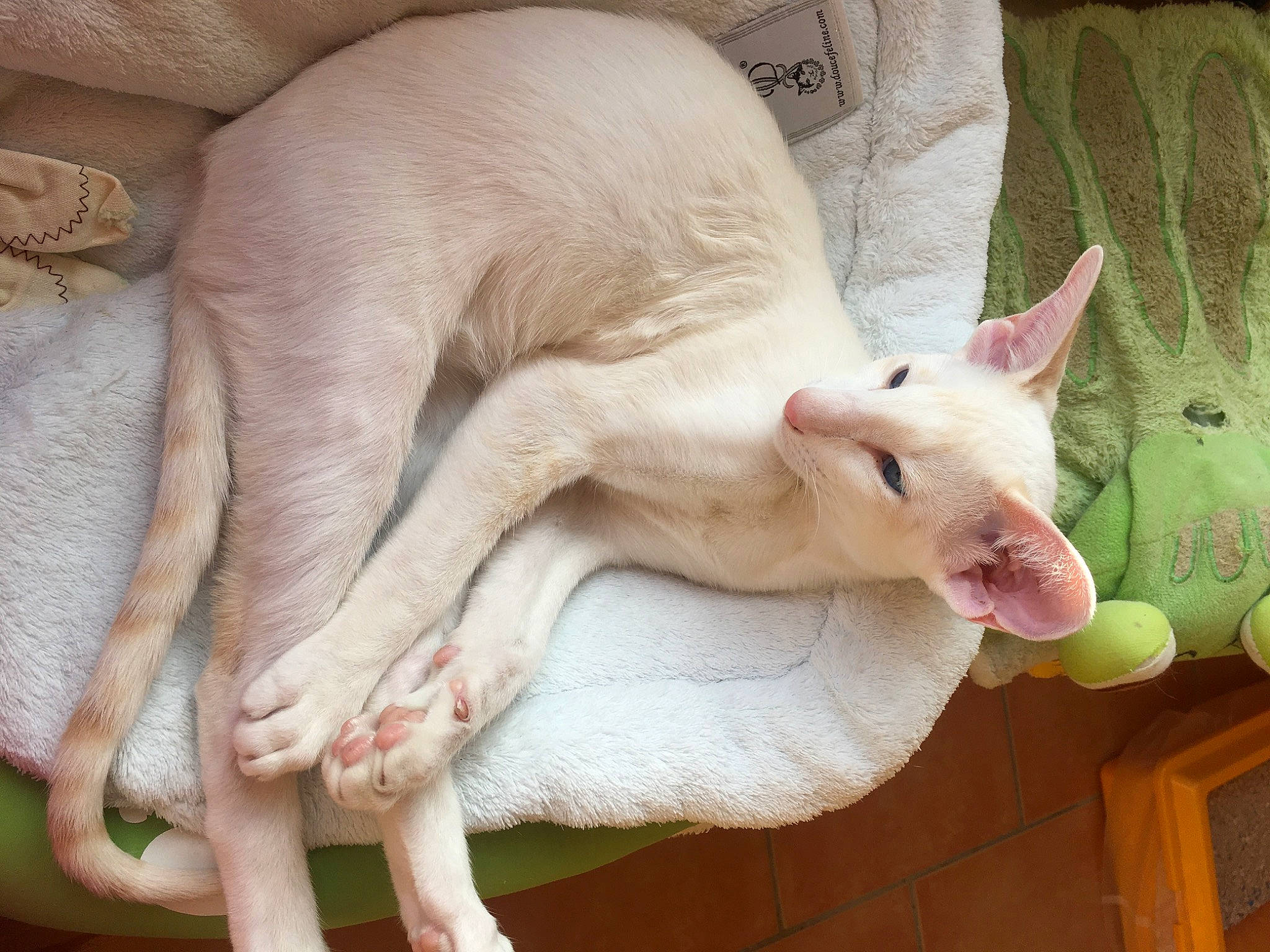 Timmy participe au concours pour gagner de l'argent avec cette photo : carnivore, cat, claw, comfort, companion_dog, domestic_short_haired_cat, ear, fang, fawn, felidae, foot, fur, gesture, human_leg, livestock, nail, paw, small_to_medium_sized_cats, tail, whiskers