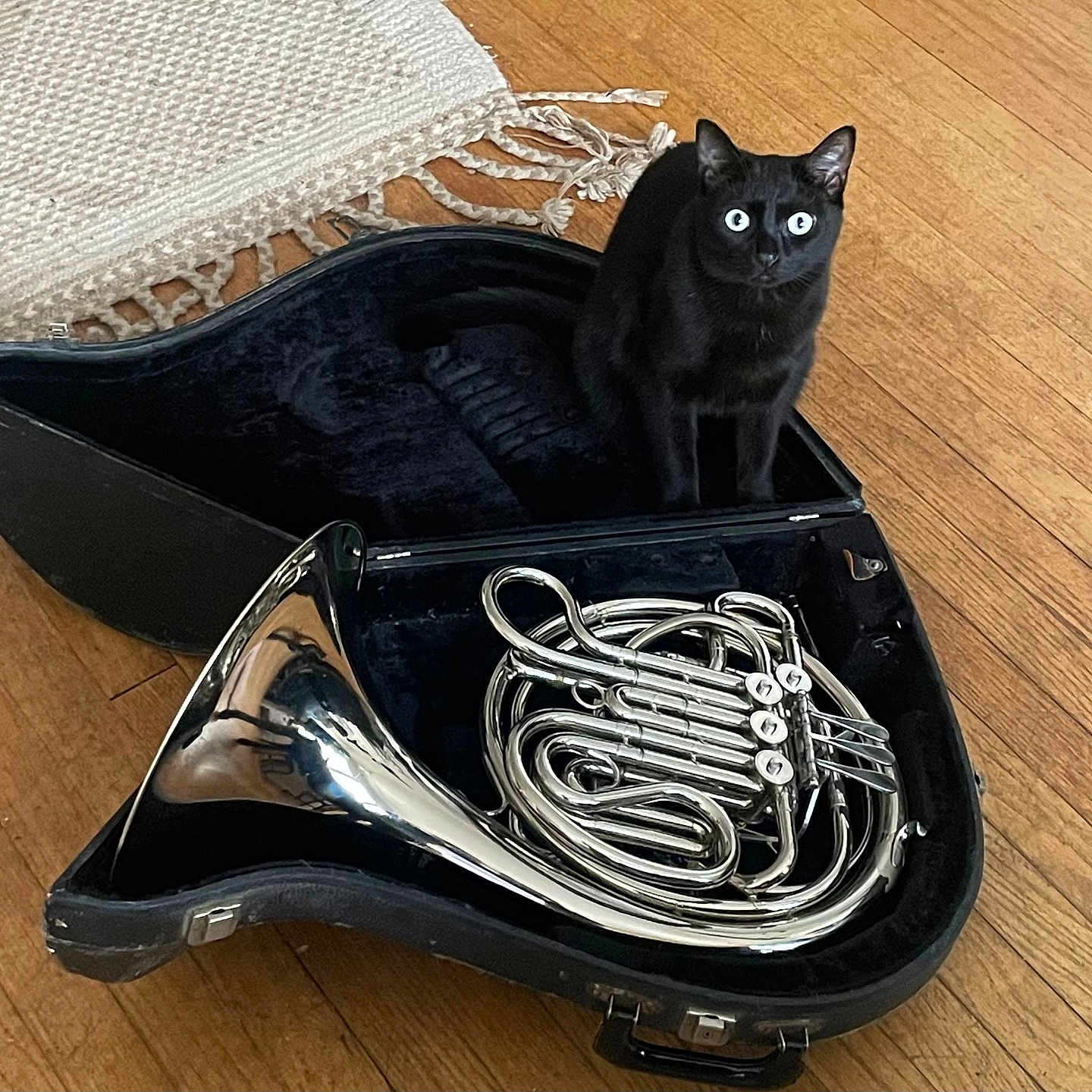 Romy is registered to the contest to win money with this photo: animal, black_cat, cat, curious, domestic_cat, flooring, french_horn, home, indoor, instrument_case, metal, musical_instrument, open_case, pet, reflection, rug, shiny, sitting, wide_eyes, wooden_floor