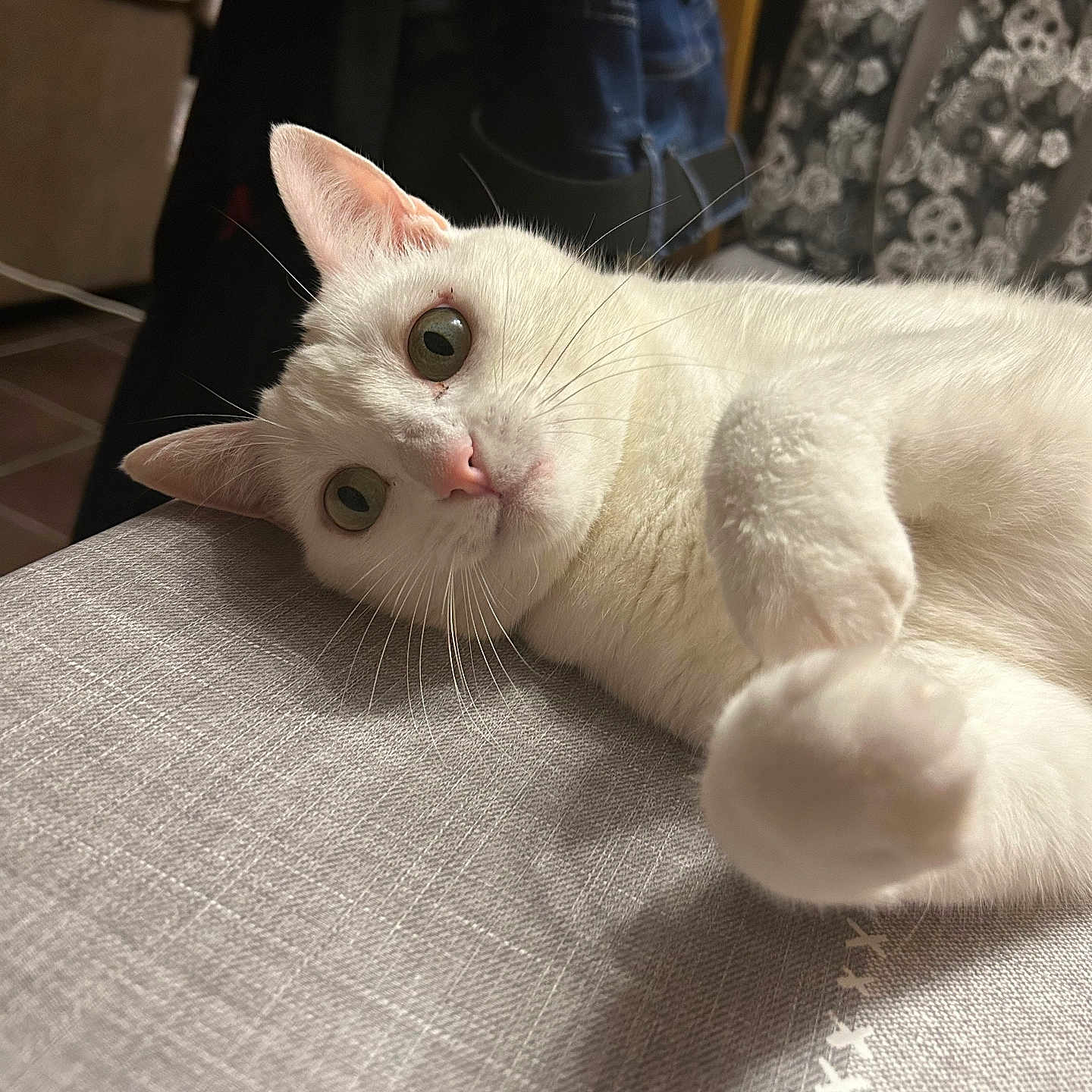 Rigolade a rejoint le concours — aidez-le/la à gagner de superbes lots ! animal, cat, closeup, cozy, curious, domestic, feline, fur, household, indoor, laying, paw, pet, playful, relaxed, tablecloth, texture, whiskers, white_cat, wide_eyes
