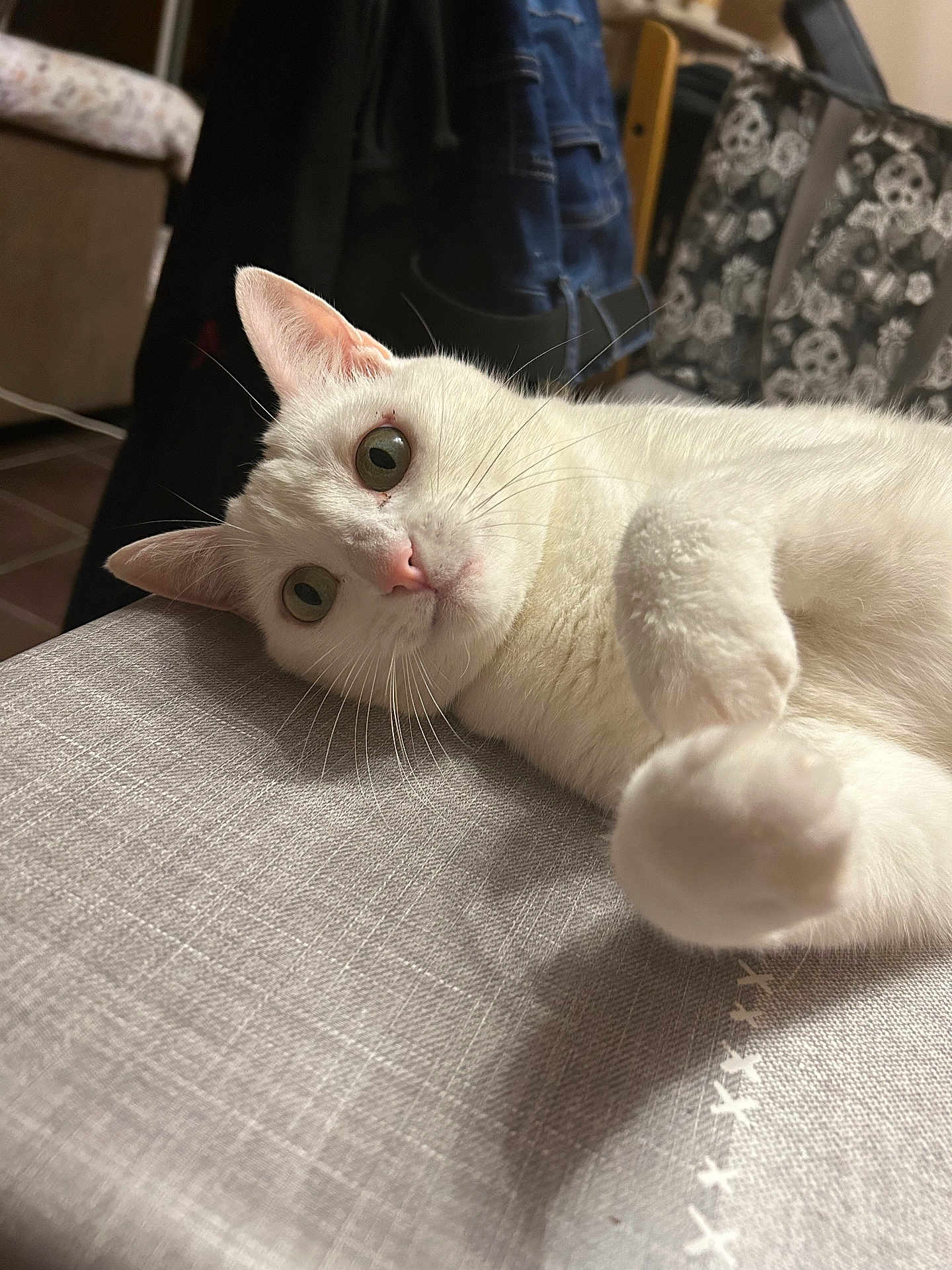 Rigolade a rejoint le concours — aidez-le/la à gagner de superbes lots ! cat, white_cat, pet, indoor, curious, wide_eyes, fur, whiskers, paw, tablecloth, texture, household, cozy, relaxed, feline, animal, closeup, laying, playful, domestic