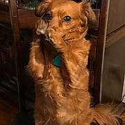 Ginger joined the competition — help win amazing prizes! dog, golden, sitting, chair, indoor, furniture, wooden, pet, cute, fluffy, paws, covering_mouth, tail, fur, animal, domestic, expression, closeup, brown, home