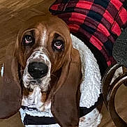 Sunny is registered to the contest to win money with this photo: animal, basset_hound, canine, coat, companion, cute, dog, domestic_animal, ears, expression, flooring, friendly, fur, household, indoors, looking_up, mammal, pet_clothing, red_checkered_jacket, wooden_floor