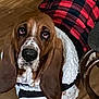 animal, basset_hound, canine, coat, companion, cute, dog, domestic_animal, ears, expression, flooring, friendly, fur, household, indoors, looking_up, mammal, pet_clothing, red_checkered_jacket, wooden_floor