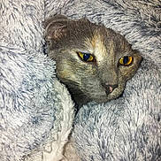 Crapouille a rejoint le concours — aidez-le/la à gagner de superbes lots ! cat, animal, pet, feline, cozy, blanket, soft, fur, face, yellow_eyes, closeup, resting, comfort, warm, indoor, cute, snuggling, texture, fluffy, relaxation