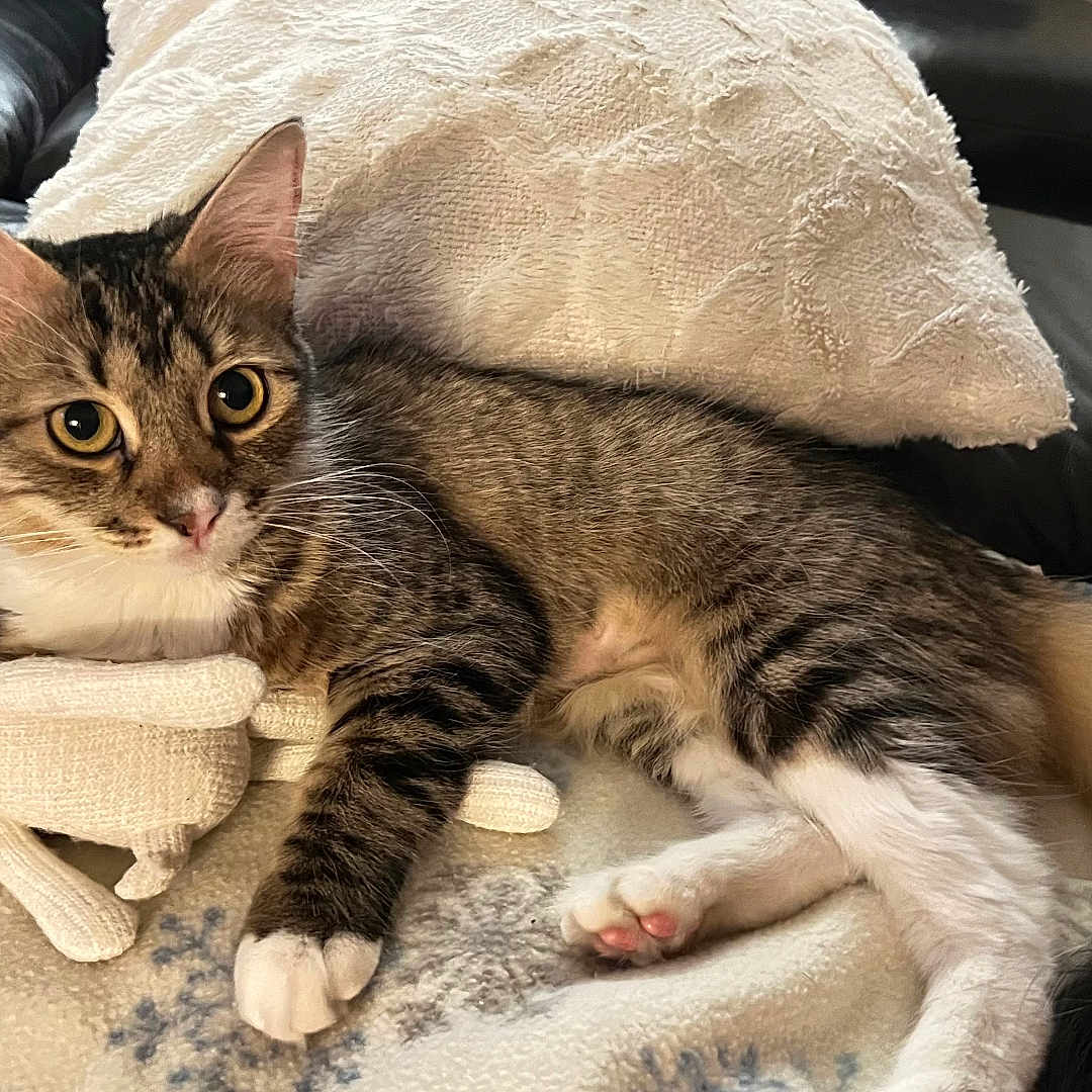 Maya joined the competition — help win amazing prizes! abyssinian, animal, blanket, cat, couch, cushion, egyptiancat, furniture, homedecor, kitten, manx, person, pet, plush, sleeping, toy