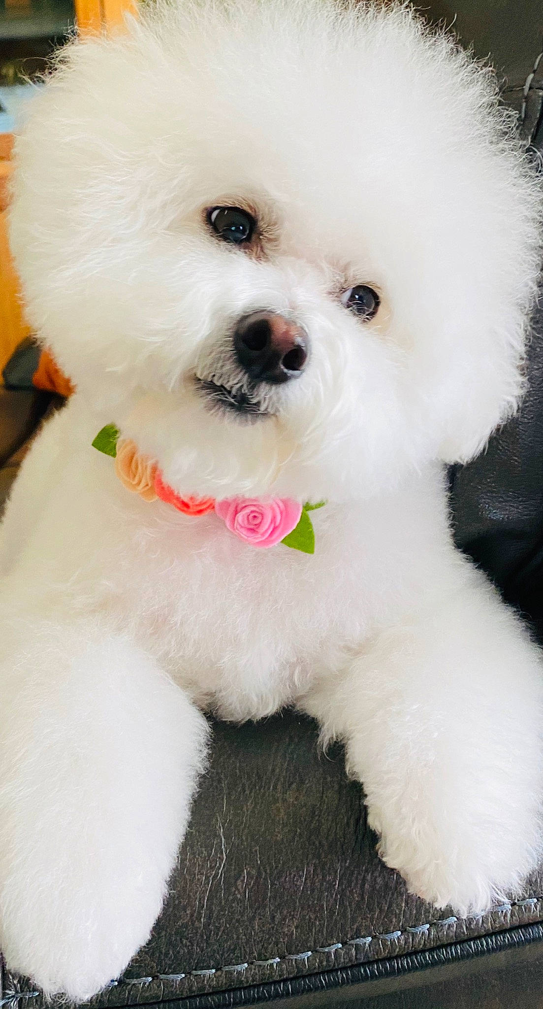 Lana is registered to the contest to win money with this photo: bichon, bichon_frise, bolognese, bolonka, canidae, carnivore, companion_dog, coton_de_tulear, dog, dog_breed, havanese, maltepoo, maltese, mammal, non_sporting_group, puppy, rare_breed_dog, toy_dog, toy_poodle, vertebrate