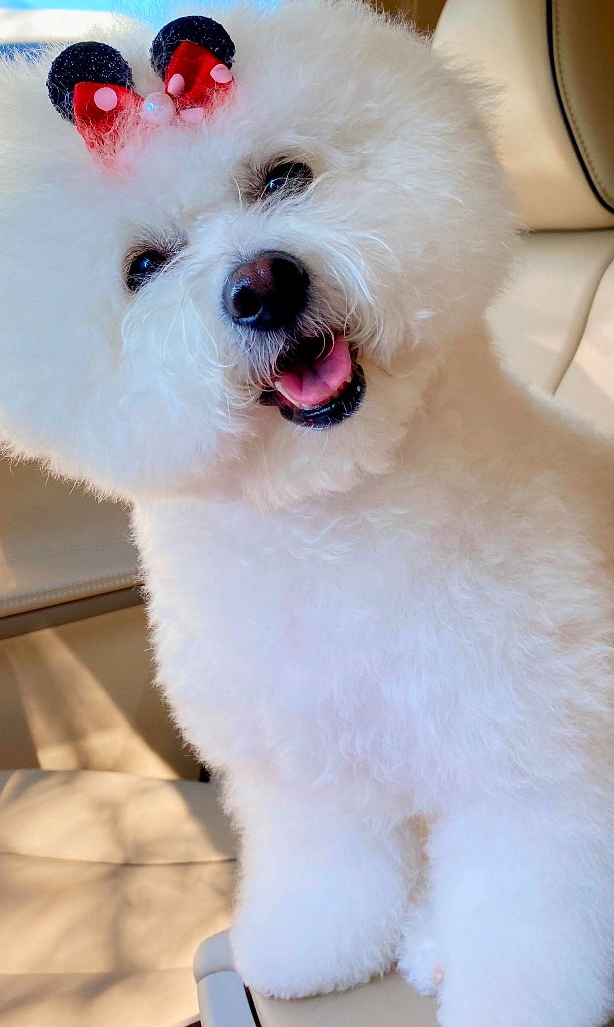 Lana is registered to the contest to win money with this photo: bichon, bichon_frise, bolognese, bolonka, canidae, carnivore, companion_dog, coton_de_tulear, dog, dog_breed, maltepoo, maltese, mammal, non_sporting_group, nose, puppy, rare_breed_dog, toy_dog, toy_poodle, vertebrate