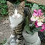 cat, tabby_cat, pet, animal, flower, plant, concrete, outdoor, nature, greenery, pavement, curious, closeup, feline, garden, pink_flower, white_paws, striped, looking_up, small_plant