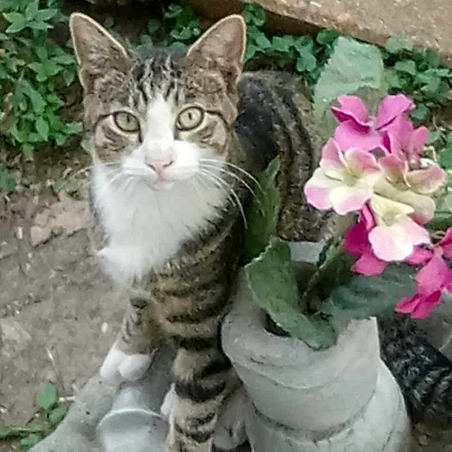 Boots joined the competition — help win amazing prizes! animal, cat, closeup, concrete, curious, feline, flower, garden, greenery, looking_up, nature, outdoor, pavement, pet, pink_flower, plant, small_plant, striped, tabby_cat, white_paws