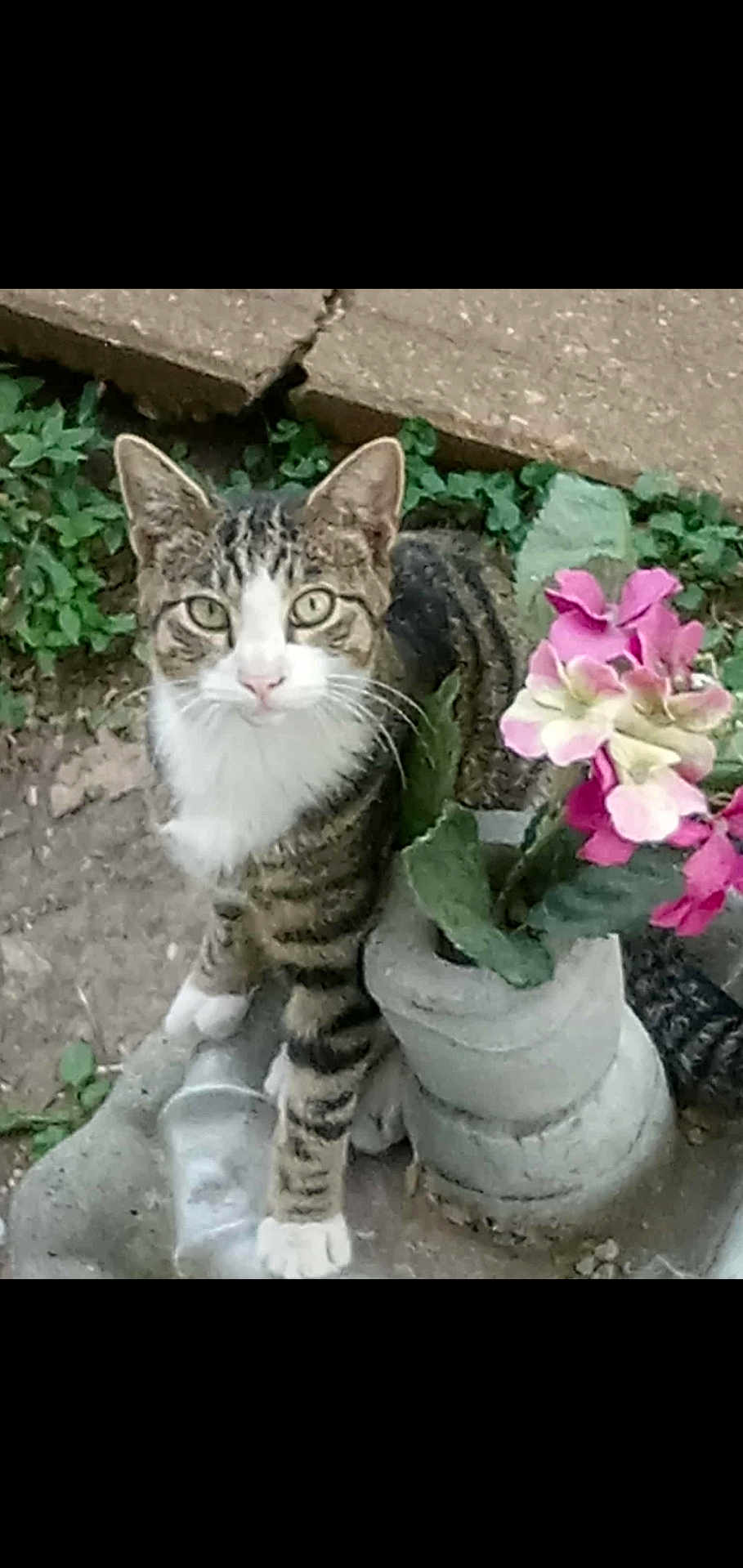 Boots joined the competition — help win amazing prizes! cat, tabby_cat, pet, animal, flower, plant, concrete, outdoor, nature, greenery, pavement, curious, closeup, feline, garden, pink_flower, white_paws, striped, looking_up, small_plant