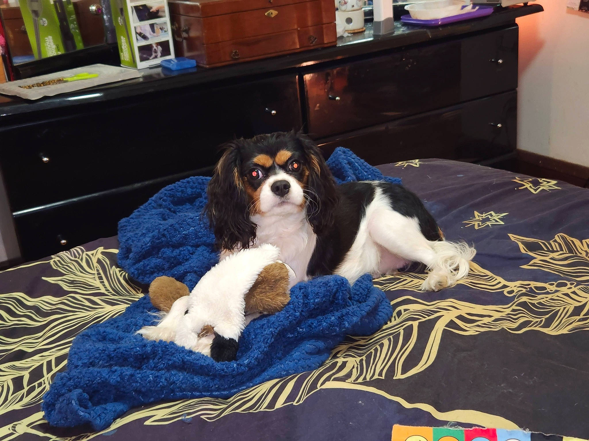 Cloe is registered to the contest to win money with this photo: building, cabinetry, carnivore, chair, chest, chest_of_drawers, comfort, companion_dog, cupboard, dog, dog_breed, drawer, dresser, flooring, hardwood, living_room, sporting_group, television, wood, working_animal