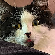 Sophie is registered to the contest to win money with this photo: cat, animal, pet, close_up, black_and_white, whiskers, yellow_eyes, fur, tongue, curious, face, portrait, indoor, soft_lighting, texture, fabric, cute, feline, mammal, closeup