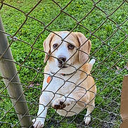 Penny joined the competition — help win amazing prizes! dog, chain_link_fence, grass, outdoor, pet, animal, brown, white, collar, paw, snout, ears, daylight, nature, cute, looking_up, fence, metal, ground, closeup