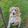 dog, chain_link_fence, grass, outdoor, pet, animal, brown, white, collar, paw, snout, ears, daylight, nature, cute, looking_up, fence, metal, ground, closeup