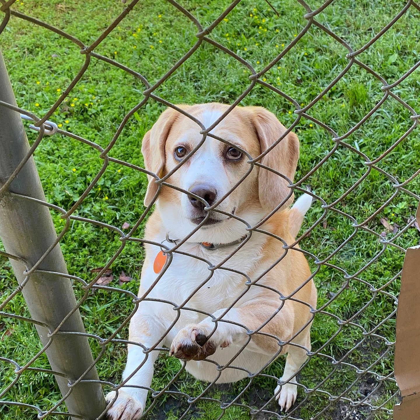 Penny joined the competition — help win amazing prizes! animal, brown, chain_link_fence, closeup, collar, cute, daylight, dog, ears, fence, grass, ground, looking_up, metal, nature, outdoor, paw, pet, snout, white