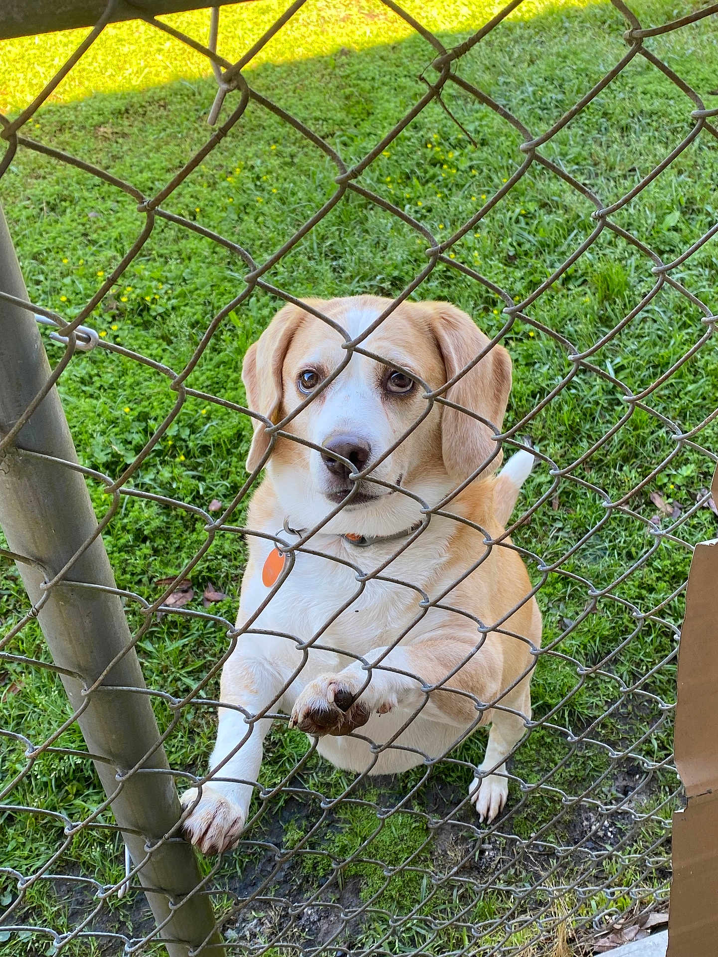 Penny joined the competition — help win amazing prizes! dog, chain_link_fence, grass, outdoor, pet, animal, brown, white, collar, paw, snout, ears, daylight, nature, cute, looking_up, fence, metal, ground, closeup