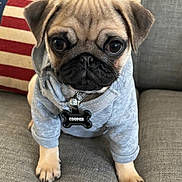 Cooper joined the competition — help win amazing prizes! puppy, dog, pug, hoodie, gray_couch, american_flag_pillow, pet, cute, sitting, indoor, young_dog, collar, name_tag, fur, small_dog, animal, portrait, face, ears, paw