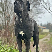 Romeo a rejoint le concours — aidez-le/la à gagner de superbes lots ! dog, black_dog, grass, outdoor, nature, animal, pet, standing, white_patch, fur, canine, path, trees, overcast, background_blur, closeup, muzzle, legs, quiet, calm