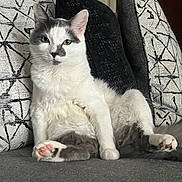 Prince joined the competition — help win amazing prizes! cat, white_cat, gray_cat, indoor, couch, pillow, patterned_pillow, seated, relaxed, pet, fur, animal, home, cozy, living_room, pink_paw, ears, whiskers, face, portrait