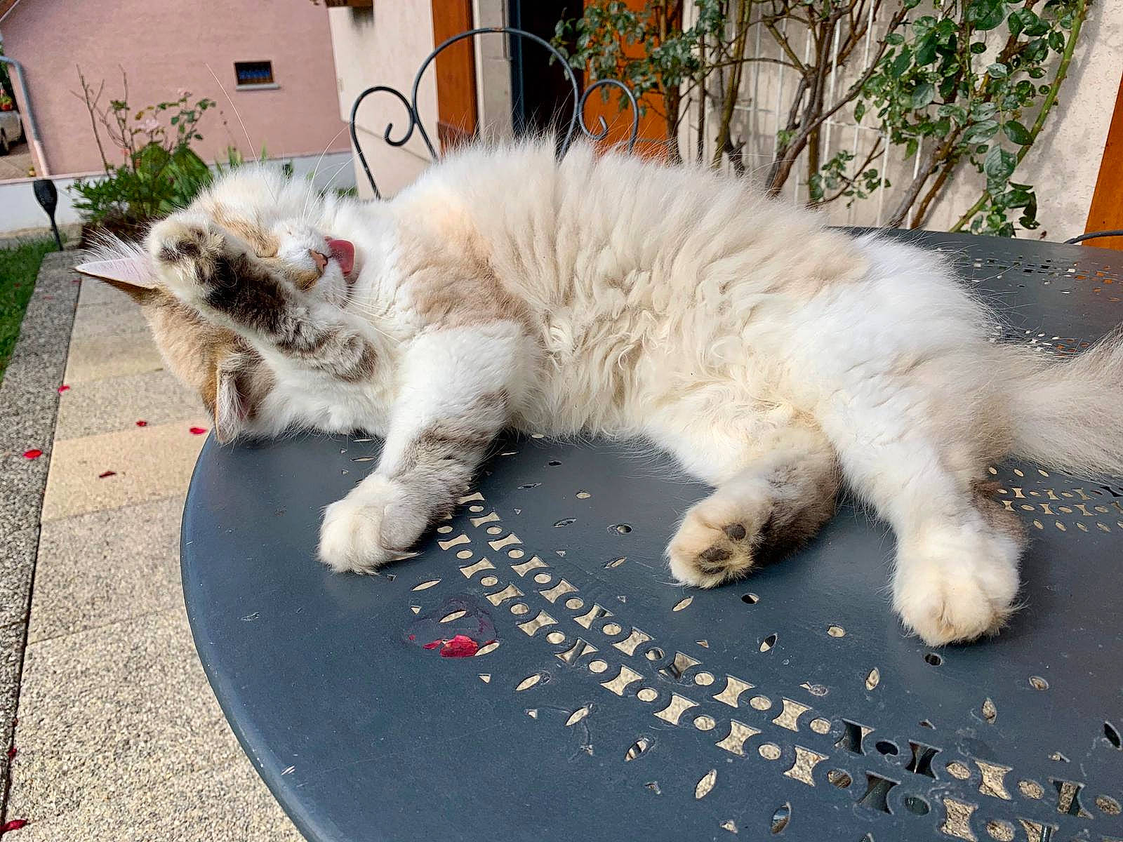 Milka a rejoint le concours — aidez-le/la à gagner de superbes lots ! birman, carnivore, cat, domestic_long_haired_cat, eye, fawn, felidae, fur, kitten, mammal, norwegian_forest_cat, persian, ragamuffin, ragdoll, sky, small_to_medium_sized_cats, tail, whiskers