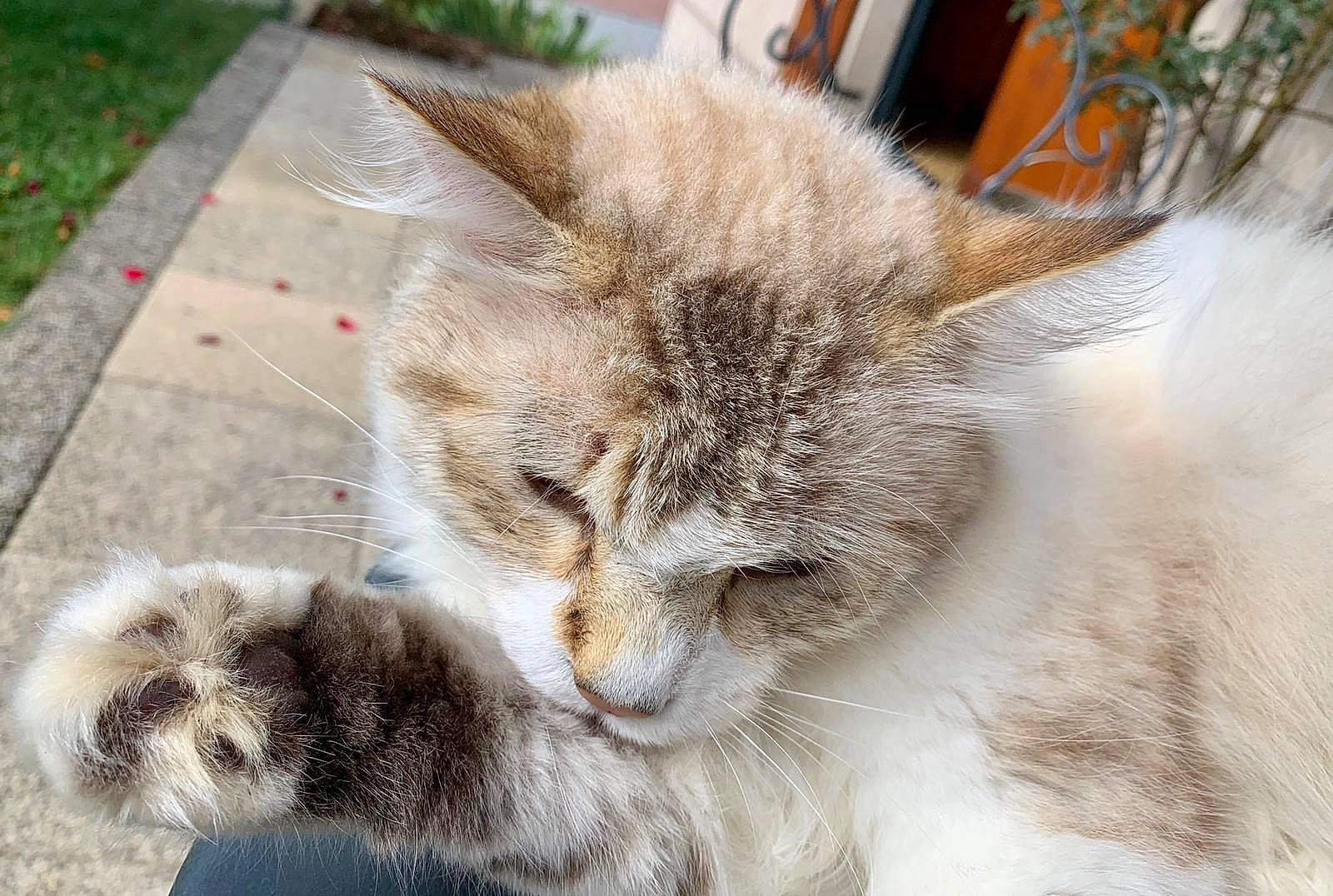 Milka a rejoint le concours — aidez-le/la à gagner de superbes lots ! asian, asian_semi_longhair, british_longhair, british_semi_longhair, carnivore, cat, domestic_long_haired_cat, domestic_short_haired_cat, european_shorthair, felidae, fur, kitten, mammal, polydactyl_cat, ragamuffin, siberian, small_to_medium_sized_cats, snout, tabby_cat, whiskers