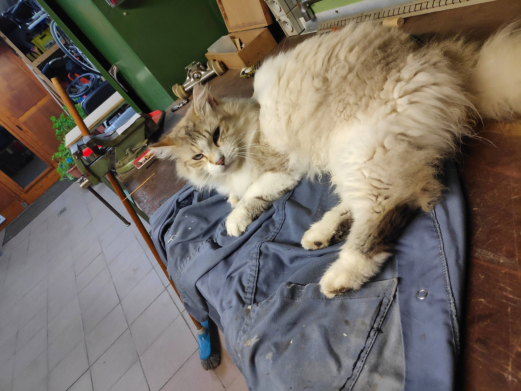 Milka participe au concours pour gagner de l'argent avec cette photo : american_curl, asian_semi_longhair, british_semi_longhair, carnivore, cat, claw, domestic_long_haired_cat, european_shorthair, felidae, fur, norwegian_forest_cat, persian, polydactyl_cat, ragamuffin, ragdoll, siberian, small_to_medium_sized_cats, tail, turkish_van, whiskers