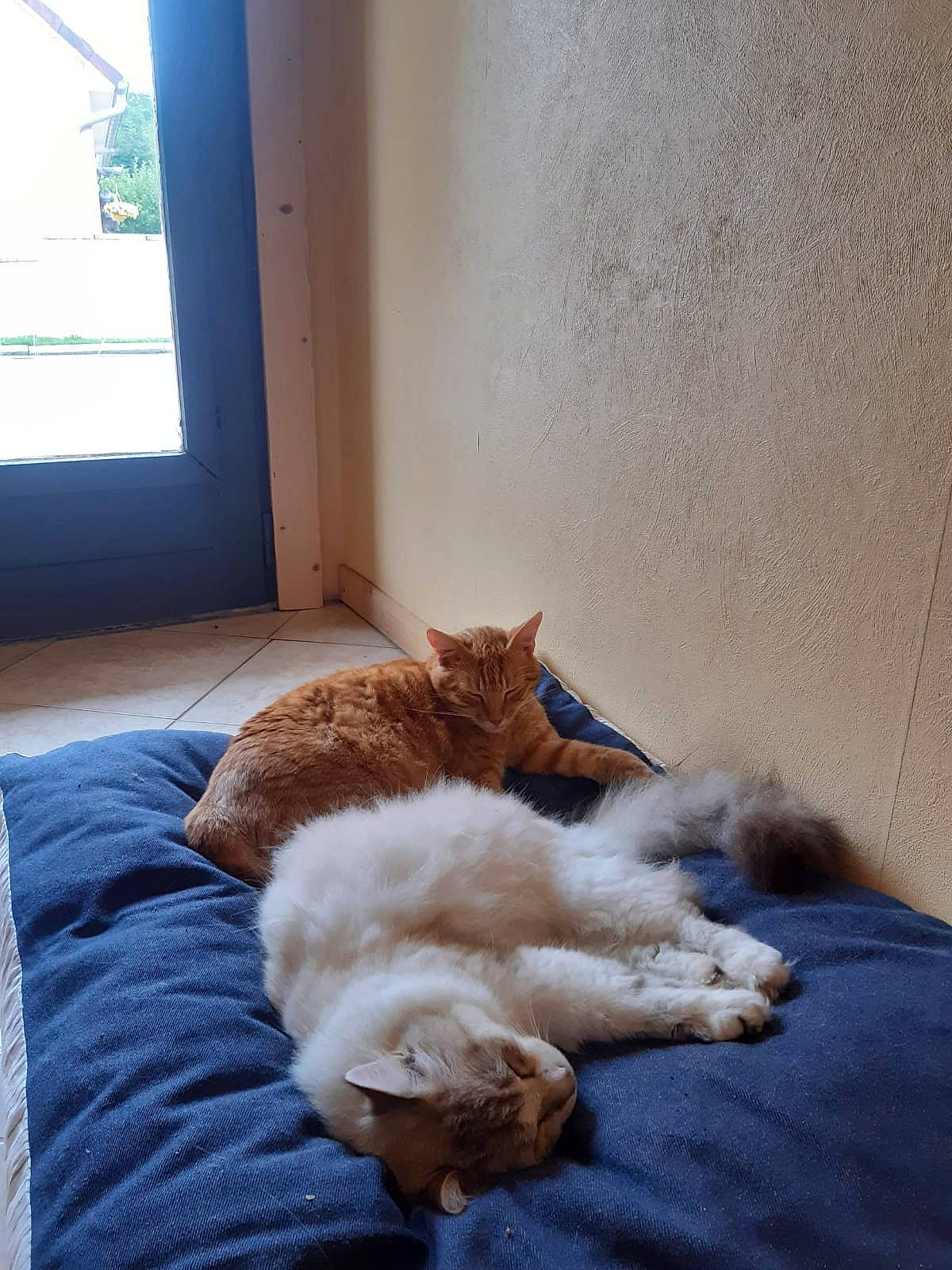 Milka a rejoint le concours — aidez-le/la à gagner de superbes lots ! canidae, carnivore, cat, comfort, felidae, floor, fur, nap, paw, polydactyl_cat, room, sleep, small_to_medium_sized_cats, tail, whiskers