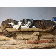 Monster And George is registered to the contest to win money with this photo: cat, sleeping, tabby_cat, tongue_out, stone_wall, ledge, indoor, pet, animal, feline, resting, cute, cozy, two_cats, nap, fur, whiskers, tail, relaxed, domestic