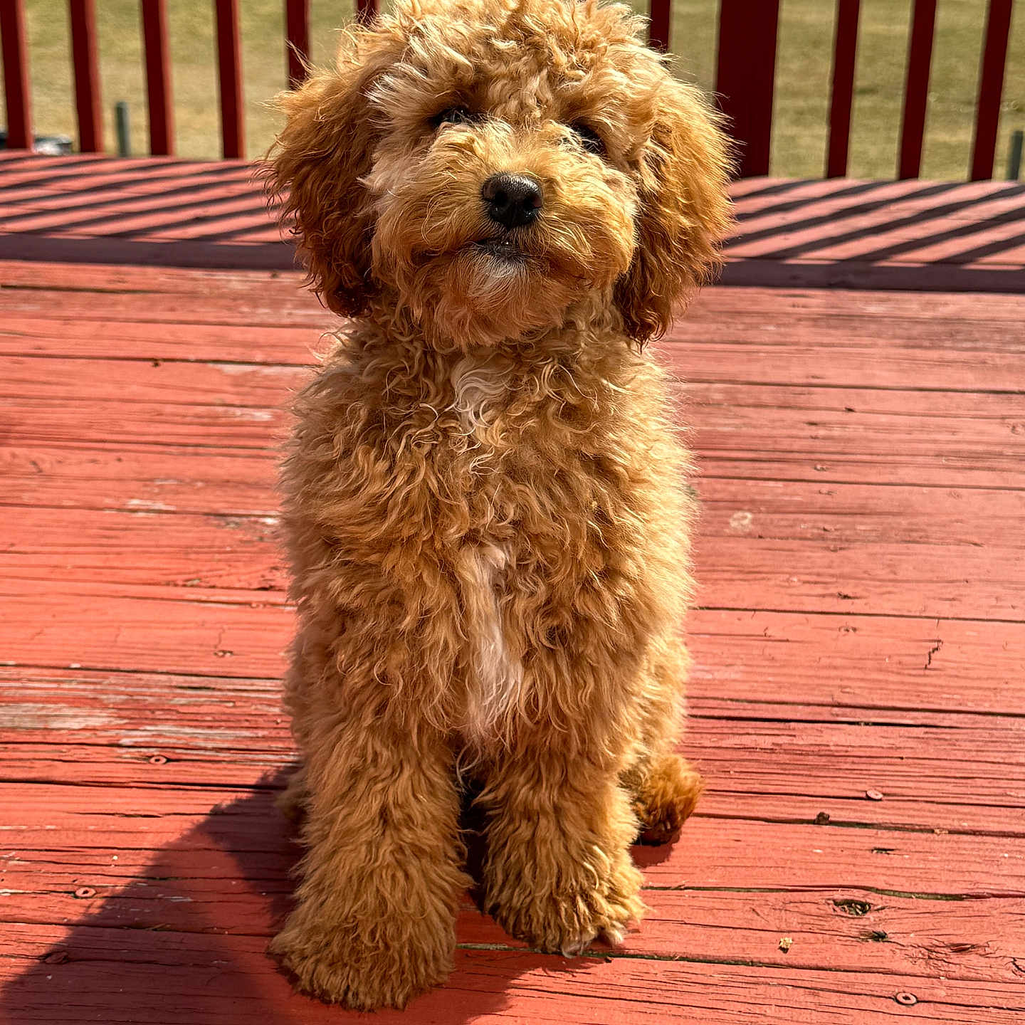 Molly joined the competition — help win amazing prizes! airedale, animal, architecture, boardwalk, bridge, building, canine, cockerspaniel, deck, dog, handrail, hardwood, house, housing, pet, plywood, poodle, puppy, terrier, wood