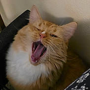 Topanga joined the competition — help win amazing prizes! cat, orange_cat, white_fur, yawning, fluffy, pet, indoor, close_up, face, whiskers, mouth_open, relaxed, animal, cute, feline, domestic_cat, resting, cozy, fur, portrait