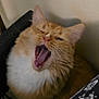 cat, orange_cat, white_fur, yawning, fluffy, pet, indoor, close_up, face, whiskers, mouth_open, relaxed, animal, cute, feline, domestic_cat, resting, cozy, fur, portrait