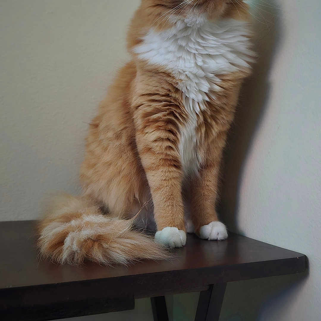 Topanga