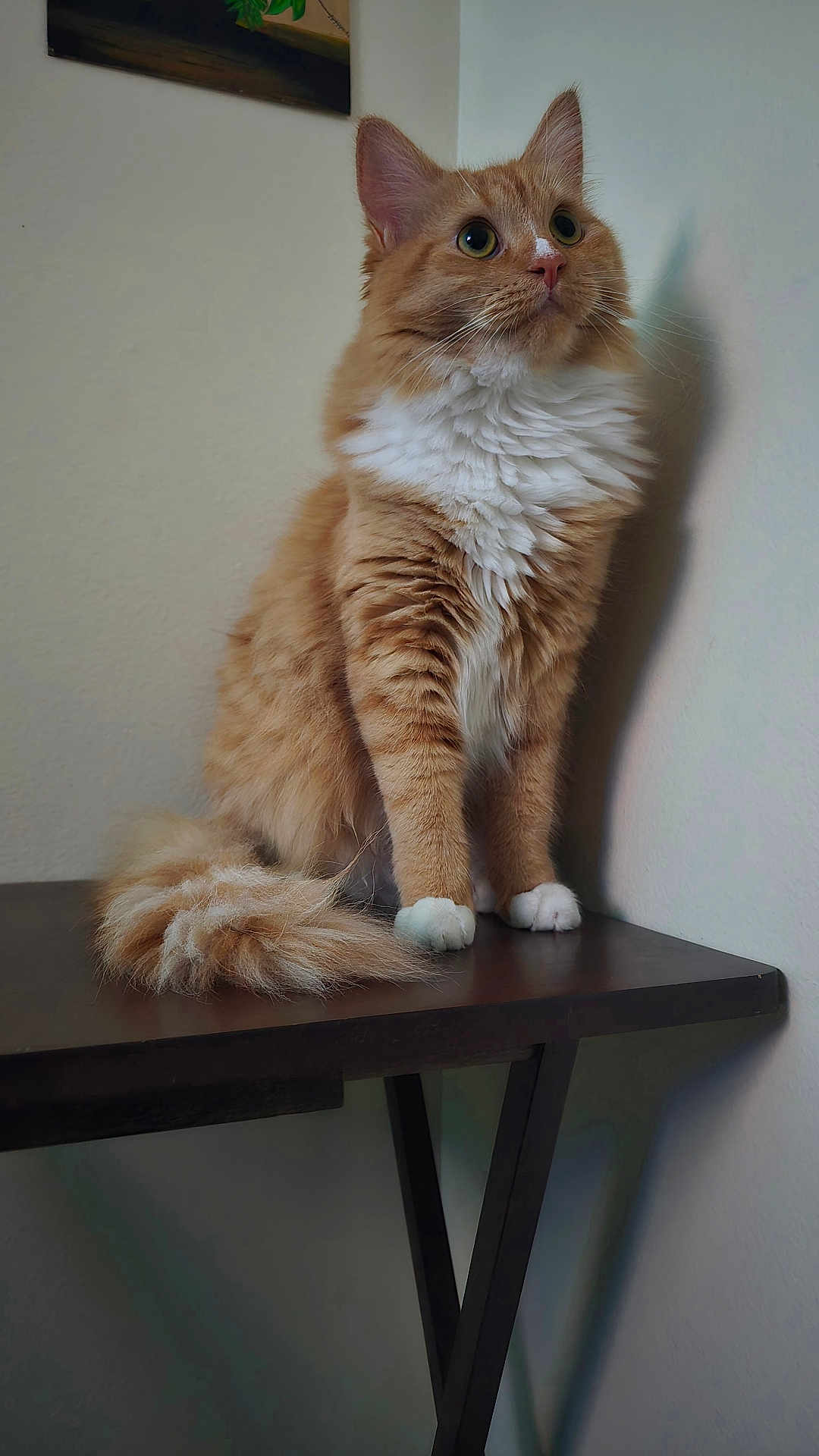 Topanga