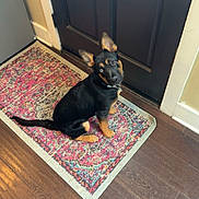 Mabel joined the competition — help win amazing prizes! animal, black_and_tan, collar, curious, dog, domestic_animal, door, ears_up, flooring, home, indoor, looking_up, pet, puppy, rug, sitting, tilted_head, waiting, wooden_floor, young_dog