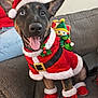 Mabel joined the competition — help win amazing prizes! animal, black_and_tan_dog, boots, celebration, christmas_decor, christmas_outfit, costume, couch, dog, festive, happy, holiday, holiday_season, indoor, pet, pet_clothing, plush_toy, santa_hat, smiling, tongue_out