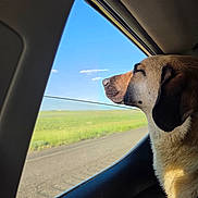 Cinnamon is registered to the contest to win money with this photo: animal, canine, car, dog, domestic_animal, field, grass, happy, nature, outdoor, pet, profile, relaxation, road, sideview, sky, sunlight, transport, travel, window