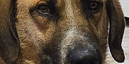 Cinnamon is registered to the contest to win money with this photo: alert, animal, black_nose, brown_fur, canine, close_up, collar, companion, dog, domestic_animal, door, ears, face, floor, house, indoor, pet, portrait, resting, tag