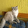 cat, animal, pet, feline, indoor, couch, cushion, blue, plaid, yellow_wall, texture, fur, cute, relaxed, sitting, wooden_furniture, domestic, whiskers, tail, face