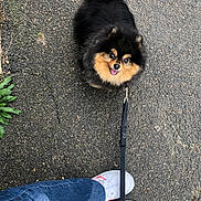 Billie participe au concours pour gagner de l'argent avec cette photo : black_fur, canine, dog, fluffy, footwear, happy, jeans, leash, outdoor, pavement, person, pet, pomeranian, sidewalk, small_dog, sneakers, tan_fur, tongue_out, walking, white_shoes