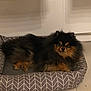 animal, black, companion, cozy, cute, dog, domestic, floor, fluffy, fur, home, indoor, looking_at_camera, mammal, pet_bed, pomeranian, resting, small_dog, tan, wood_flooring