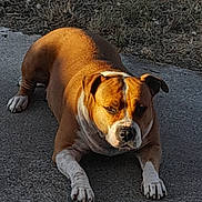 Annick Duhamel a rejoint le concours — aidez-le/la à gagner de superbes lots ! dog, animal, pet, outdoor, concrete, grass, sunlight, brown, white, laying_down, canine, mammal, fur, paw, ears, face, nature, daylight, resting, quiet