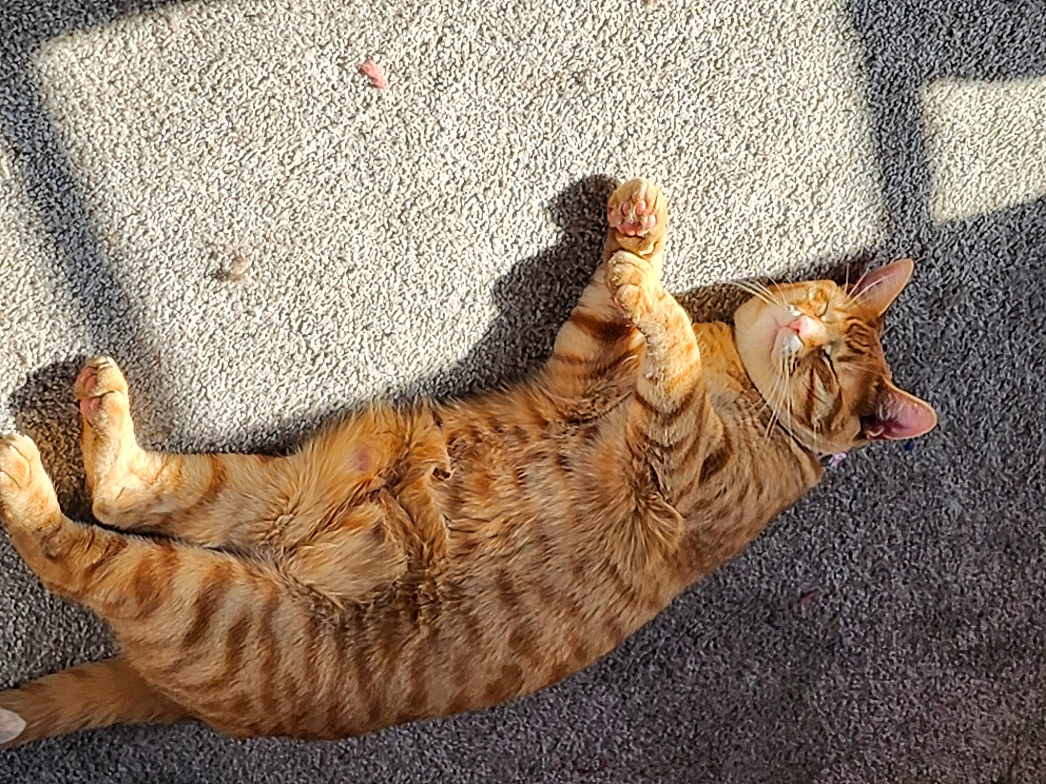 Cleo is registered to the contest to win money with this photo: carnivore, cat, claw, comfort, domestic_short_haired_cat, eye, fawn, felidae, foot, fur, grass, head, human_leg, paw, small_to_medium_sized_cats, snout, tail, terrestrial_animal, whiskers, wood