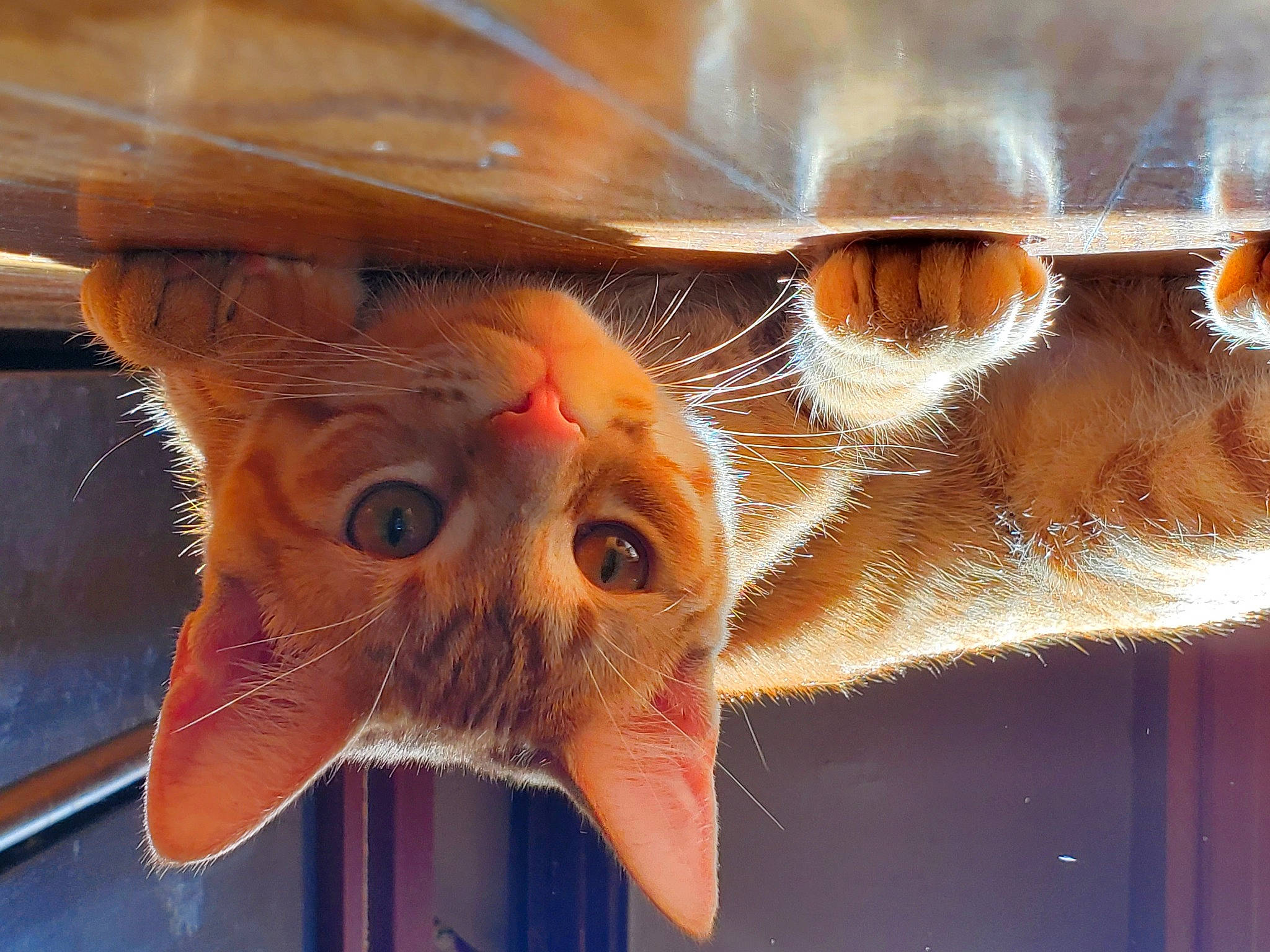 Cleo is registered to the contest to win money with this photo: art, carnivore, cat, ceiling, circle, close_up, domestic_short_haired_cat, fawn, felidae, fur, insect, metal, orange, small_to_medium_sized_cats, snout, symmetry, visual_arts, whiskers, wing, wood