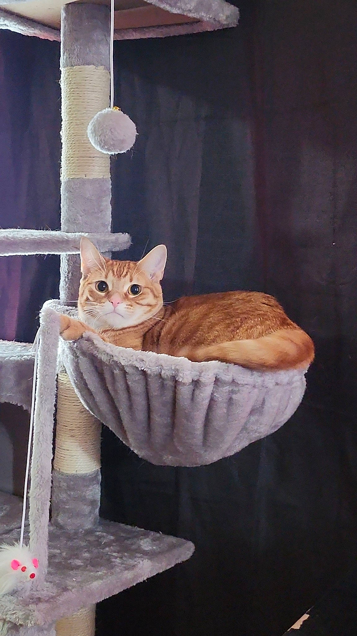 Cleo is registered to the contest to win money with this photo: art, carnivore, cat, cat_supply, chair, comfort, domestic_short_haired_cat, fawn, felidae, fur, illustration, linens, pet_supply, serveware, small_to_medium_sized_cats, still_life_photography, tail, whiskers, window, wood