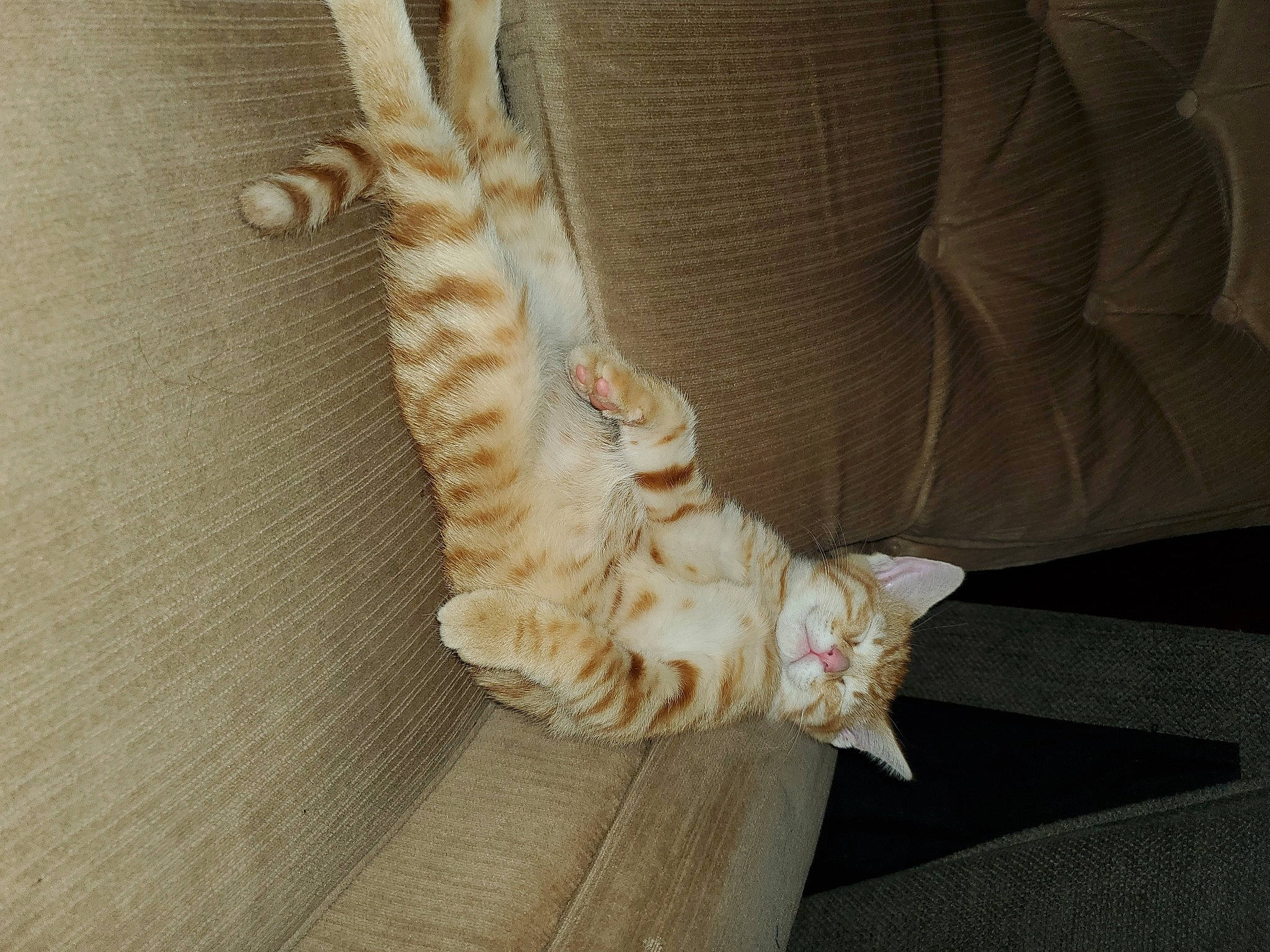 Cleo is registered to the contest to win money with this photo: canidae, carnivore, cat, claw, comfort, couch, domestic_short_haired_cat, fawn, felidae, flooring, foot, fur, hardwood, human_leg, musical_instrument, paw, small_to_medium_sized_cats, tail, whiskers, wood