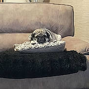 Rosie is registered to the contest to win money with this photo: dog, pug, couch, pillow, blanket, indoor, pet, resting, sleepy, fur, living_room, cozy, furniture, beige, texture, comfort, animal, cute, relaxing, home