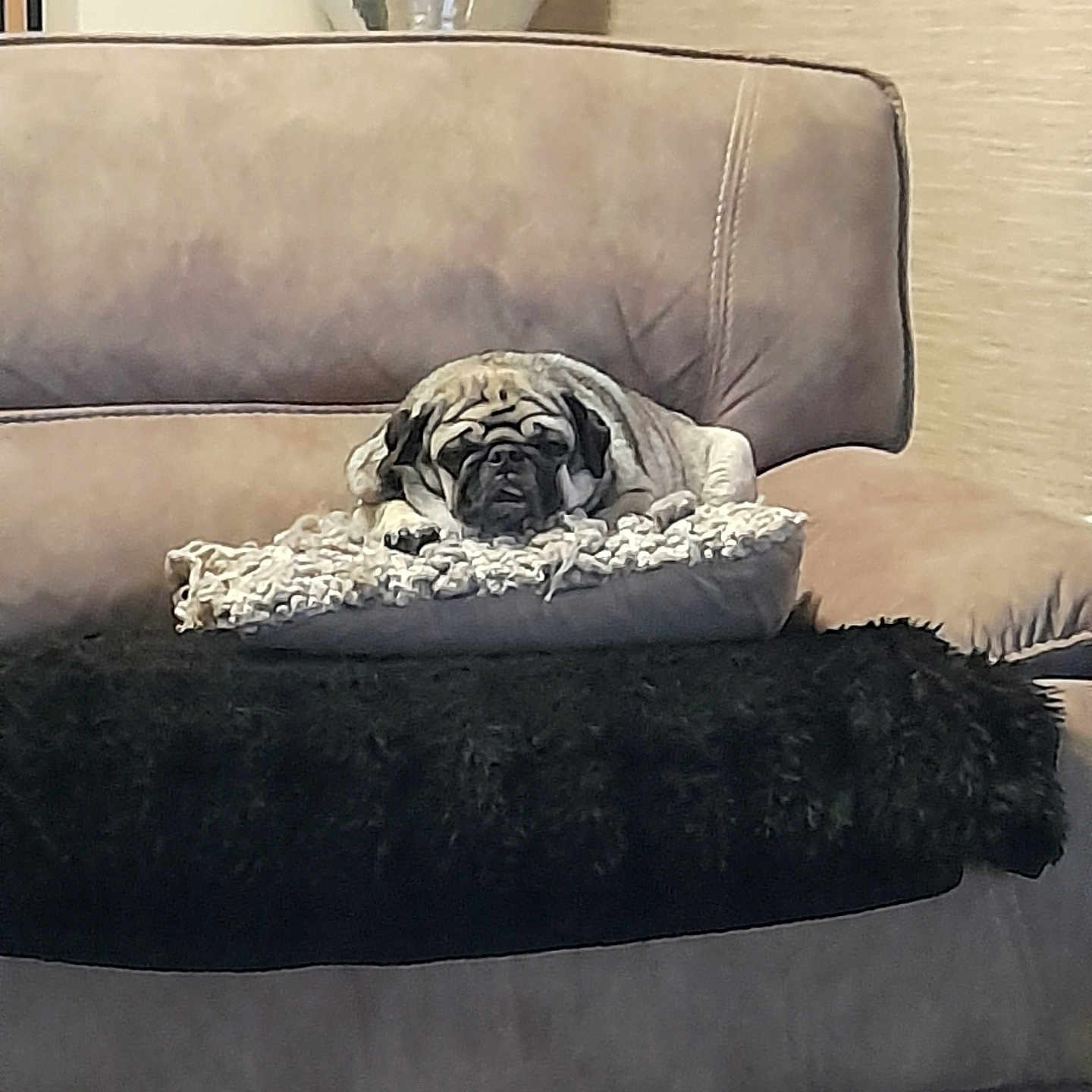 Rosie is registered to the contest to win money with this photo: animal, beige, blanket, comfort, couch, cozy, cute, dog, fur, furniture, home, indoor, living_room, pet, pillow, pug, relaxing, resting, sleepy, texture