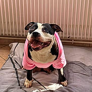 Kara a rejoint le concours — aidez-le/la à gagner de superbes lots ! dog, pet, black_and_white, pink_shirt, clothing, bed, bedroom, radiator, indoor, portrait, sitting, standing, happy, smiling, open_mouth, tongue, short_fur, collar, bedding, funny