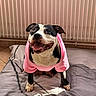 dog, pet, black_and_white, pink_shirt, clothing, bed, bedroom, radiator, indoor, portrait, sitting, standing, happy, smiling, open_mouth, tongue, short_fur, collar, bedding, funny